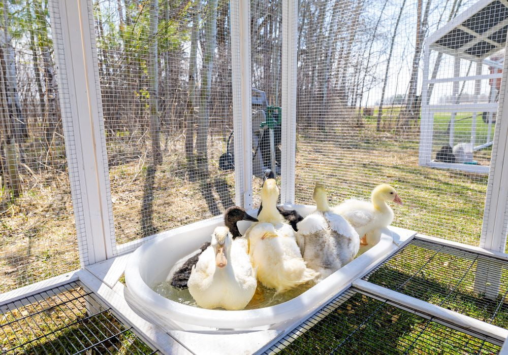 Nouveauté 2026 – Zylina Modern Duck Barn - Duck Coop