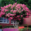 Nouveauté 2026 – Lagerstroemia indica 'Pink Velour' | 1 plant extra large en pot de 11 litres | Fleurs luxuriantes rose magenta, plante vivante, arbuste ornemental élégant pour une touche distinctive au jardin
