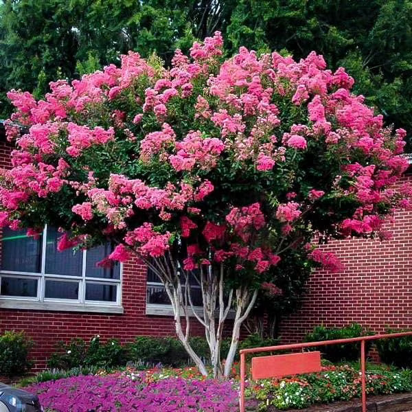 Nouveauté 2026 – Lagerstroemia indica 'Pink Velour' | 1 plant extra large en pot de 11 litres | Fleurs luxuriantes rose magenta, plante vivante, arbuste ornemental élégant pour une touche distinctive au jardin