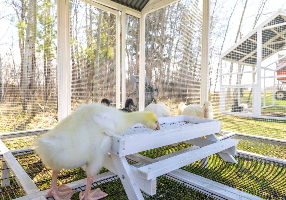 Nouveauté 2026 – Zylina Modern Duck Barn - Duck Coop
