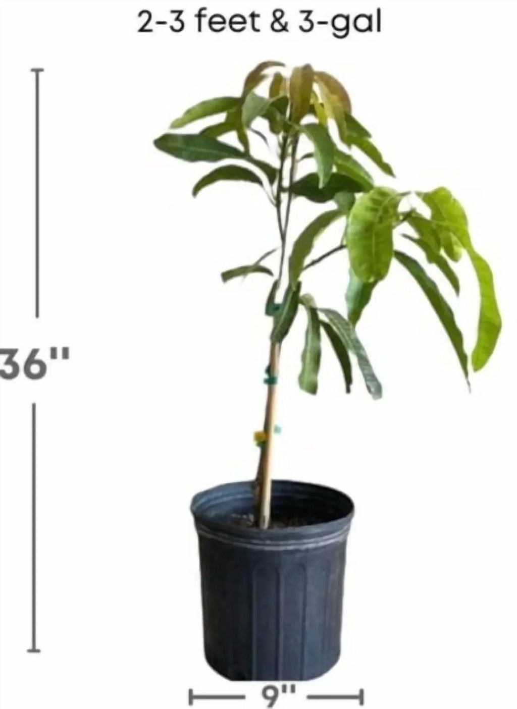 Nouveauté 2026 – Manguier nain rustique Malika (60-120 cm de haut