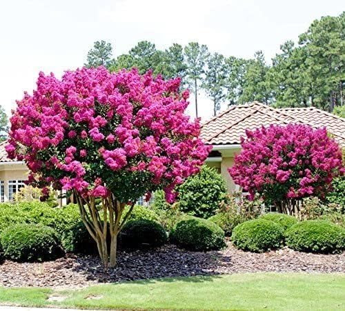 Nouveauté 2026 – Lagerstroemia indica 'Pink Velour' | 1 plant extra large en pot de 11 litres | Fleurs luxuriantes rose magenta, plante vivante, arbuste ornemental élégant pour une touche distinctive au jardin